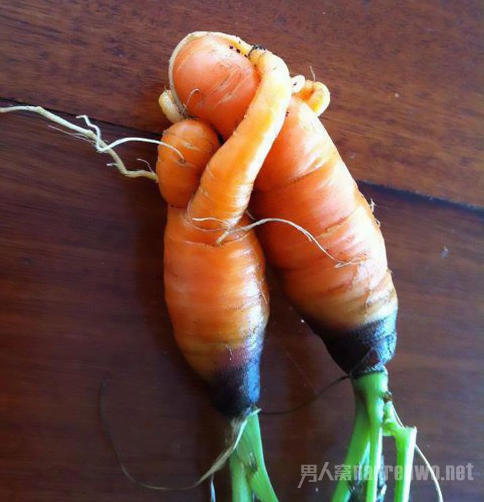 这对胡萝卜就像是母子一样拥抱在一起