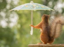 一只撑着伞的小松鼠的日常 亲亲小女朋友赏赏花