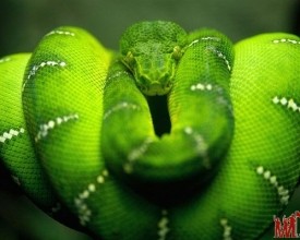鬼蛇魅影绿色传奇 蛇的图片