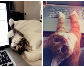 最爱撒娇的猫咪玩倒立咬笔头 主人电脑比我好看吗