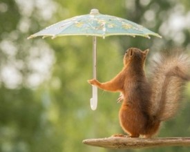 一只撑着伞的小松鼠的日常 亲亲小女朋友赏赏花