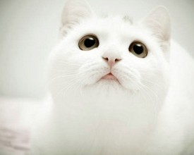 家有一只纯白色的雪精灵 猫咪卖萌系列