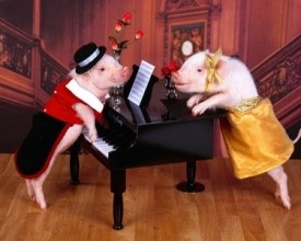 主人打开栅栏后 小猪猪当起了贝多芬弹起贝多芬的忧伤