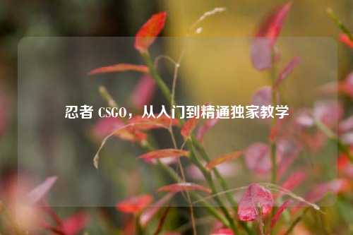 忍者 CSGO，从入门到精通独家教学